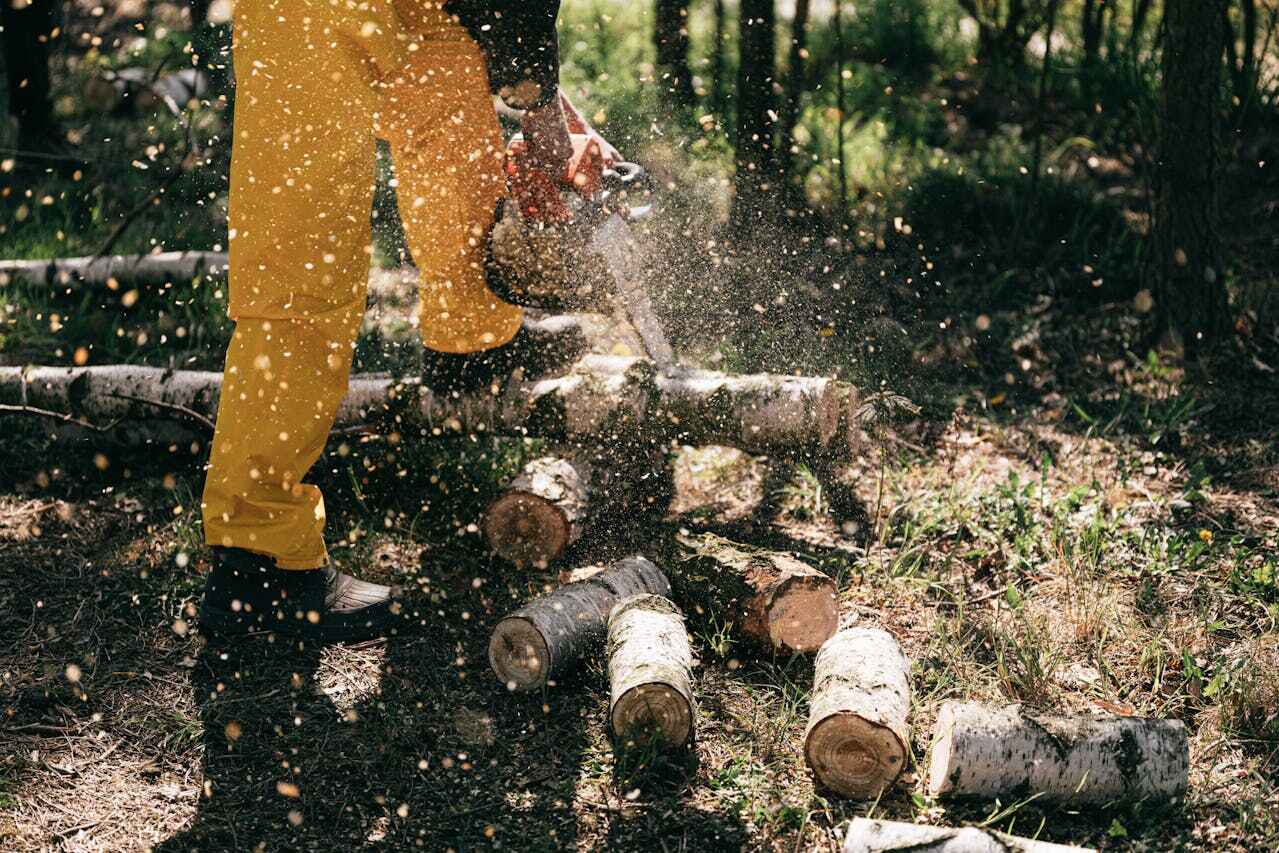 Tree Branch Trimming in Le Sueur, MN